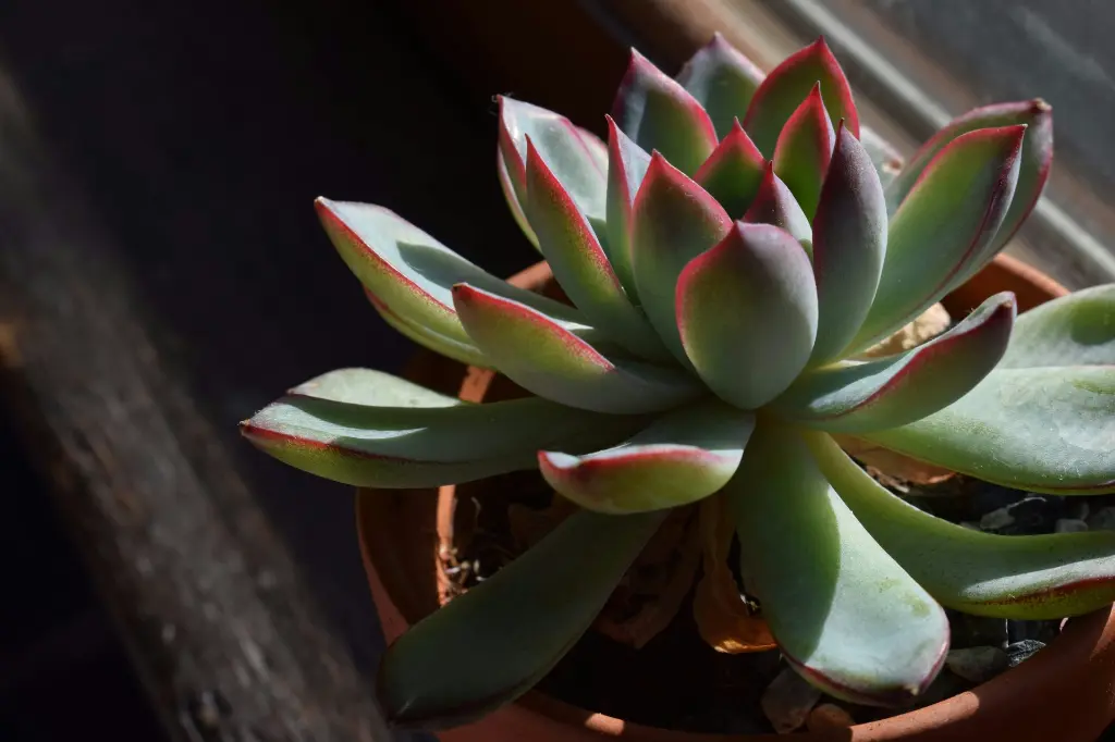 unsplash_hw8xYn3wq9Y_ECHEVERIA.webp.jpg
