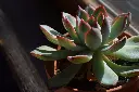 unsplash_hw8xYn3wq9Y_ECHEVERIA.webp.jpg