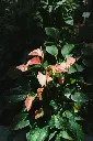unsplash_SR6JCFCo0fw_ANTHURIUM PINK.webp