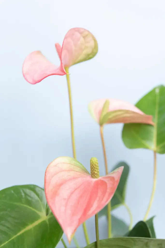 unsplash_6T-4_2JmVhw_ANTHURIUM PINK.webp.jpg