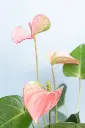 unsplash_6T-4_2JmVhw_ANTHURIUM PINK.webp.jpg