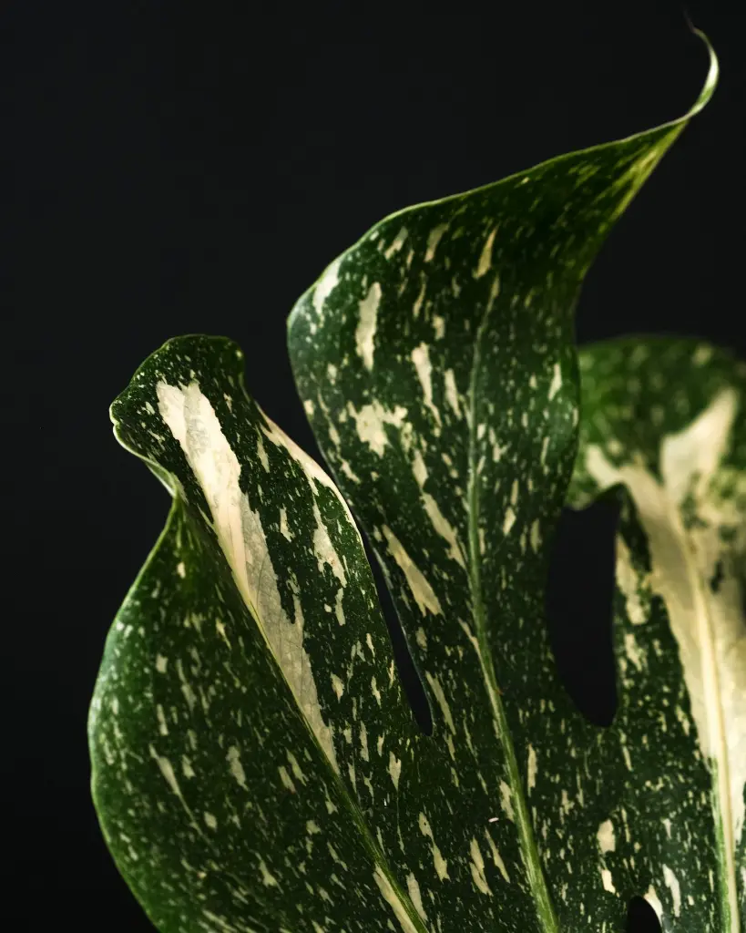 unsplash_1BosTm720HQ_monstera thai.webp.jpg
