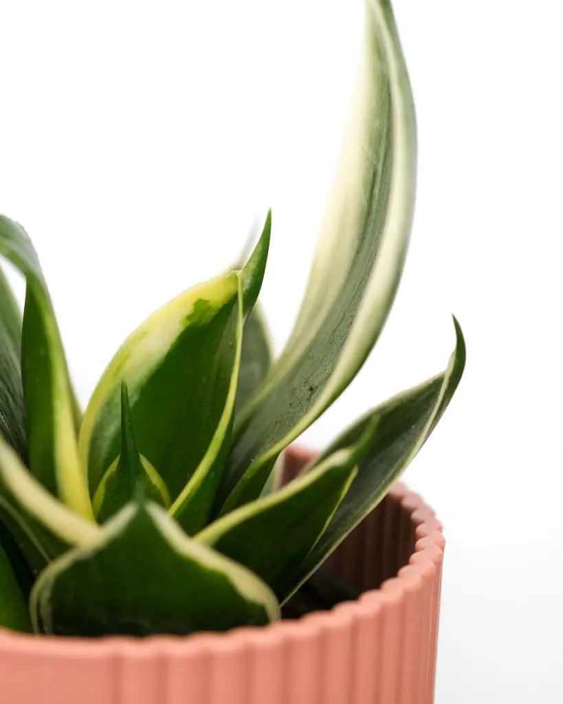 unsplash_BC_R0SZUTrY_Golden Hahnii Birds Nest Snake Plant.webp