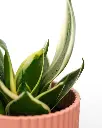 unsplash_BC_R0SZUTrY_Golden Hahnii Birds Nest Snake Plant.webp