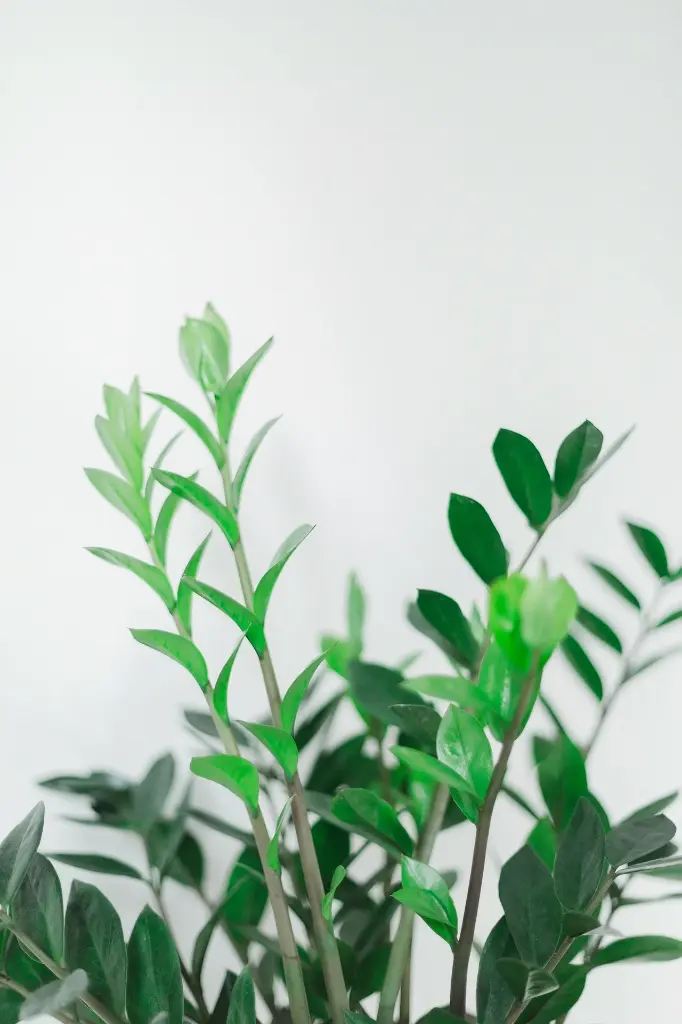 unsplash_7QyOFJoungI_ZZ PLANT.webp