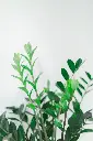 unsplash_7QyOFJoungI_ZZ PLANT.webp