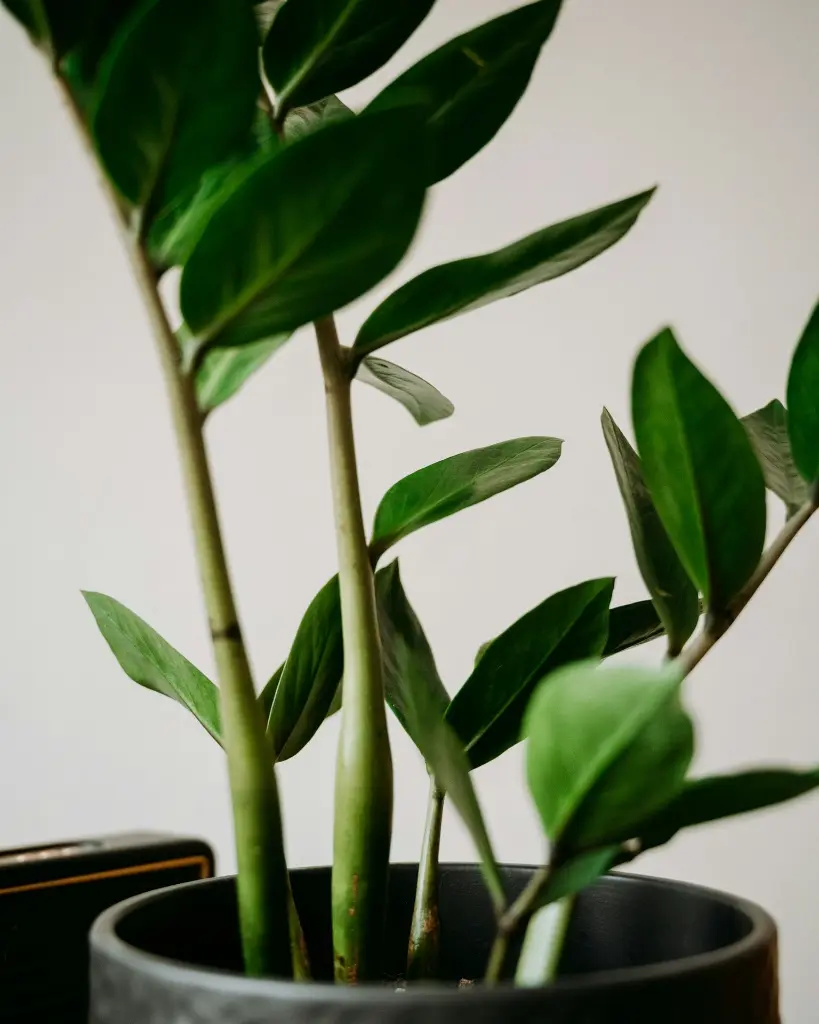 unsplash_2704Zr3td-A_ZZ PLANT.webp.jpg