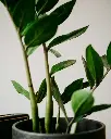unsplash_2704Zr3td-A_ZZ PLANT.webp.jpg