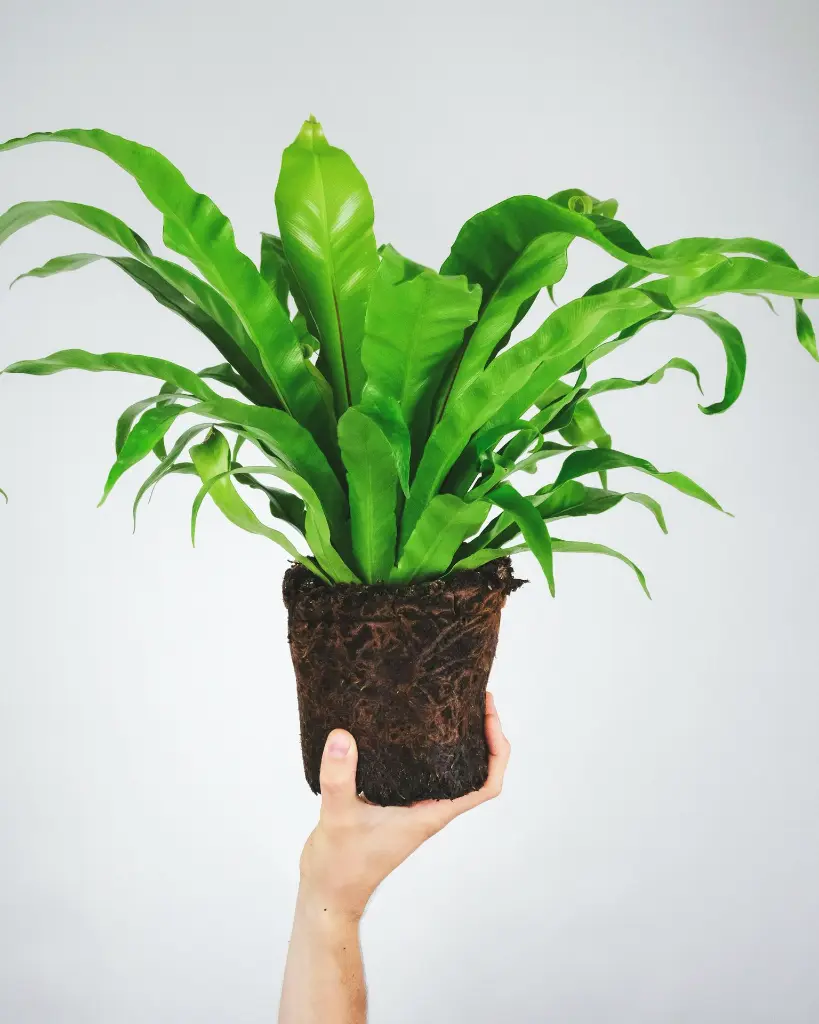 unsplash_lxb3Azfrpqc_BIRDS NEST FERN.webp