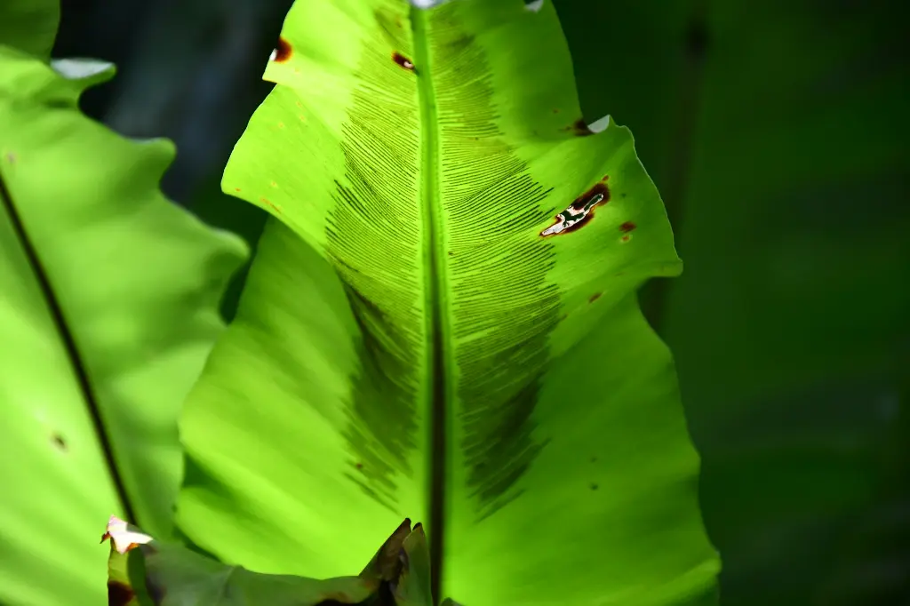 unsplash_kH4UHCpc6iA_BIRDS NEST FERN.webp.jpg