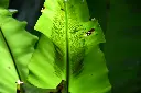 unsplash_kH4UHCpc6iA_BIRDS NEST FERN.webp.jpg