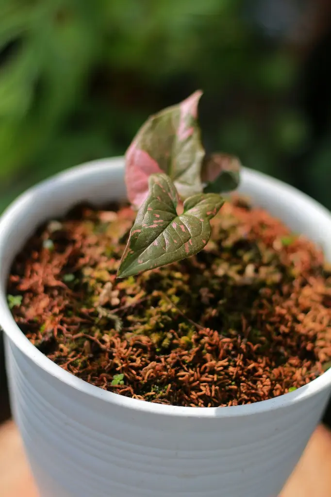 unsplash_BHyAfkcgpH4_SYNGONIUM PINK.webp