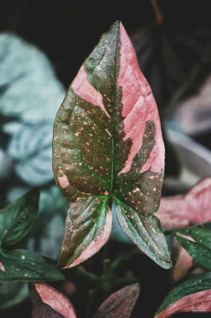 unsplash_Zf2nOR3dFQo_SYNGONIUM PINK.webp.jpg