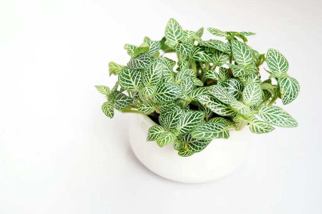 unsplash_oYKqu8TXWyI_FITTONIA.webp