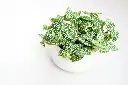 unsplash_oYKqu8TXWyI_FITTONIA.webp