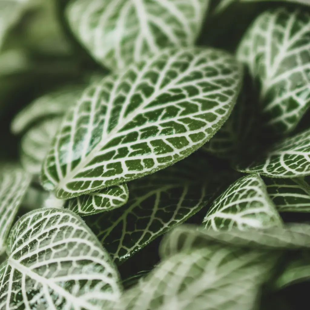 unsplash_kPEcewyj7sw_FITTONIA.webp.jpg