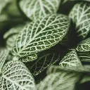 unsplash_kPEcewyj7sw_FITTONIA.webp.jpg
