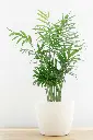 unsplash_Uii3CSyuItI_PARLOR PALM.webp