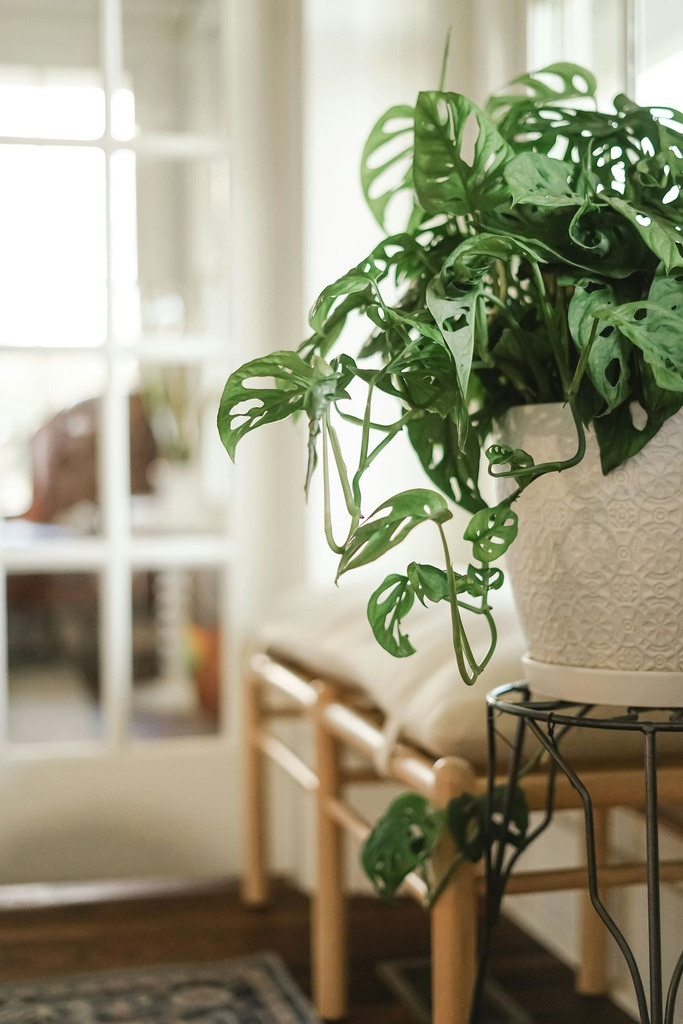 Broken heart plant