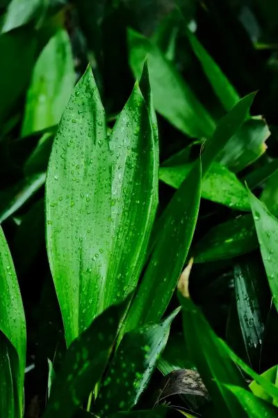 pexels-lily-lili-17626726-33742057.webp