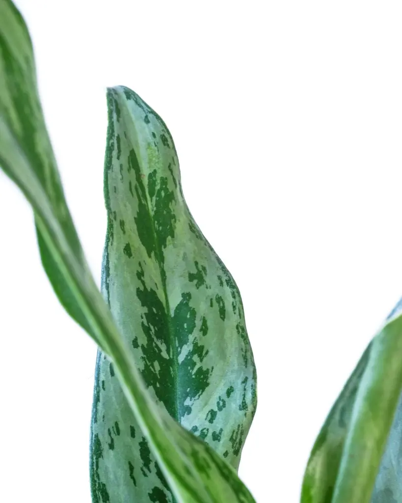 unsplash_af8VFfHiDR8_chinese evergreen plant.webp
