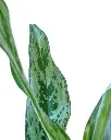 unsplash_af8VFfHiDR8_chinese evergreen plant.webp