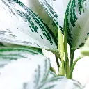 unsplash_GjDRDNlyXzE_CHINESE EVERGREEN.webp