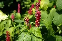 unsplash_cZziACPGDP4_leafy vegetables amaranthus.webp.jpg