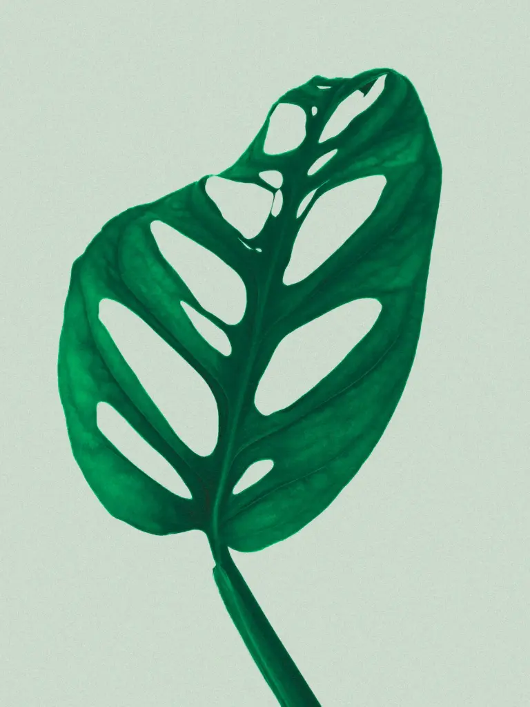 unsplash_XROnPFRaSNM_swiss cheese plant.webp.jpg