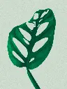 unsplash_XROnPFRaSNM_swiss cheese plant.webp.jpg