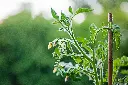 unsplash_gt8AFN5ehjg_tomato plant.webp