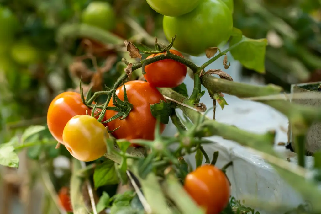unsplash_j5MMBMR0Sc4_tomato plant.webp.jpg