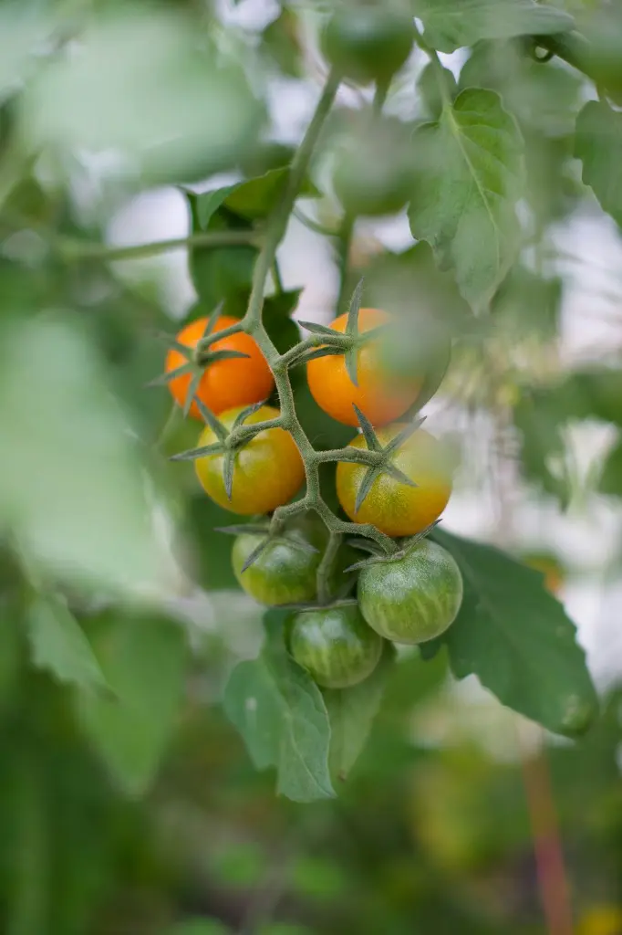unsplash_0tbxw98QKHk_cherry tomato plant.webp