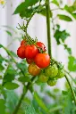 unsplash_f2r_bh-yRzE_cherry tomato plant.webp.jpg