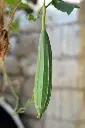 pexels-aqeel-ahmed-zia-155350933-35072410.webp