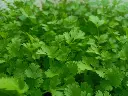 pexels-deepak-kumar-419901784-15097308.webp
