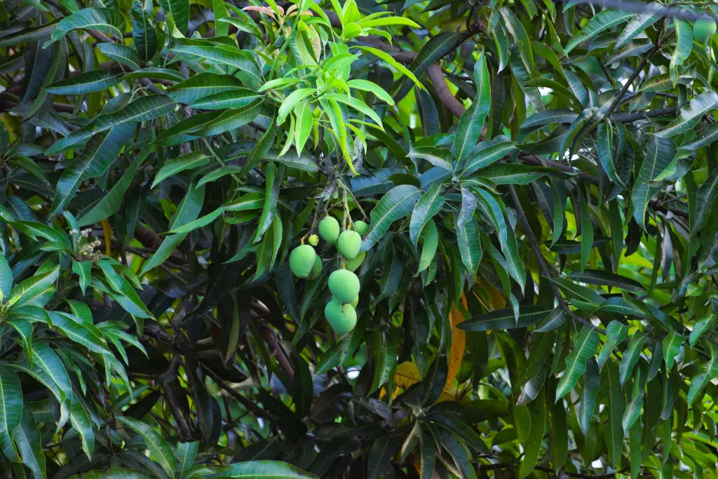 unsplash_vJE_YCb92Wg_mango plant.webp