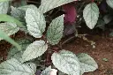 unsplash_1EMddXqYrAk_purple waffle plant.webp.jpg