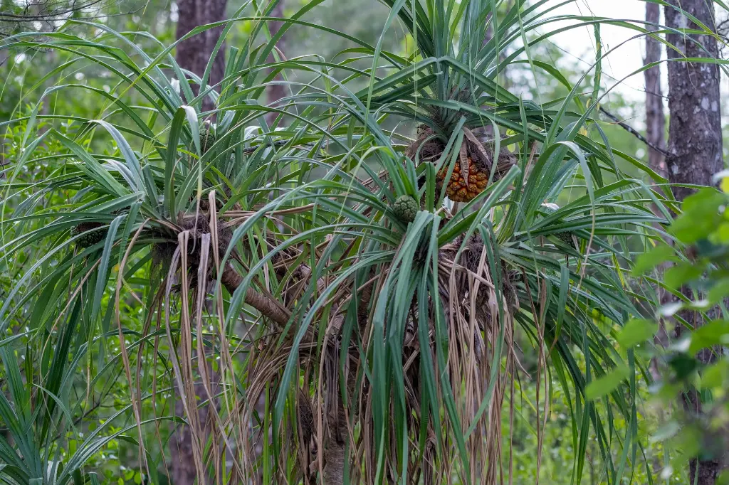 unsplash_yq1oSiEks-w_PONYTAIL PALM.webp