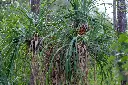 unsplash_yq1oSiEks-w_PONYTAIL PALM.webp