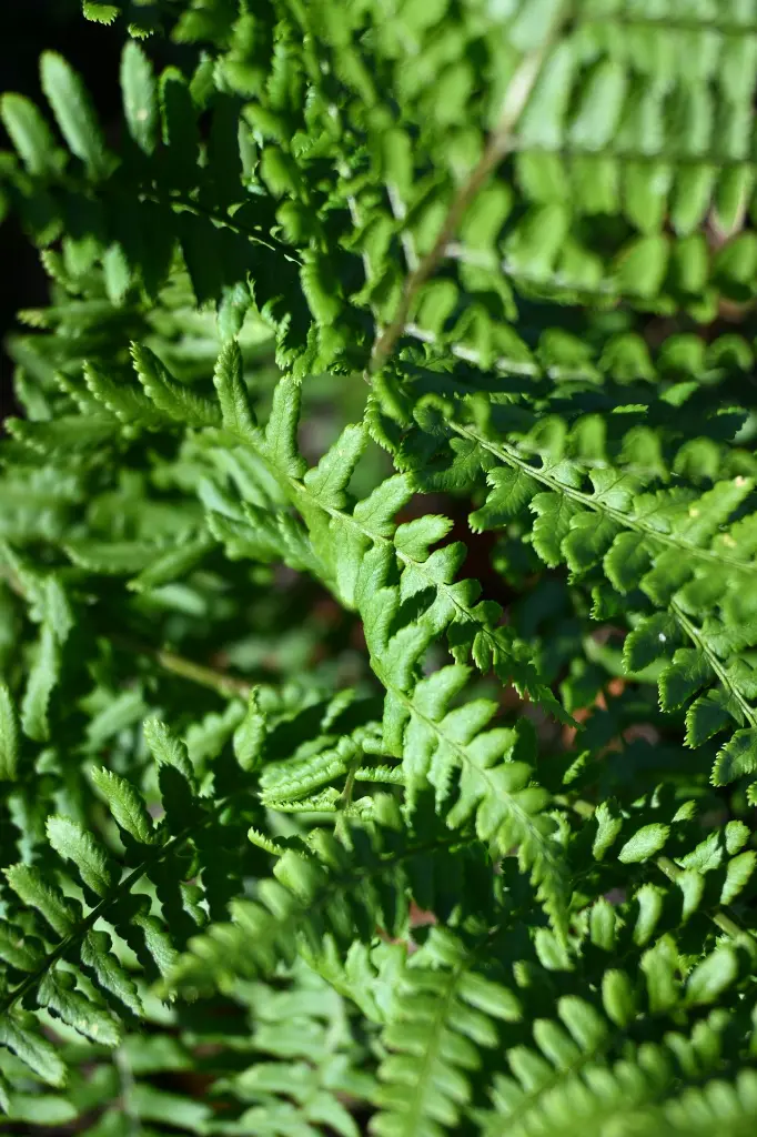 unsplash_ZxWWLITLgmQ_ruffle fern.webp