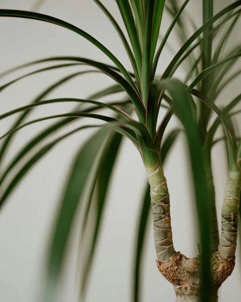 unsplash_gA24MChAghw_PONYTAIL PALM.webp.jpg