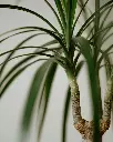 unsplash_gA24MChAghw_PONYTAIL PALM.webp.jpg