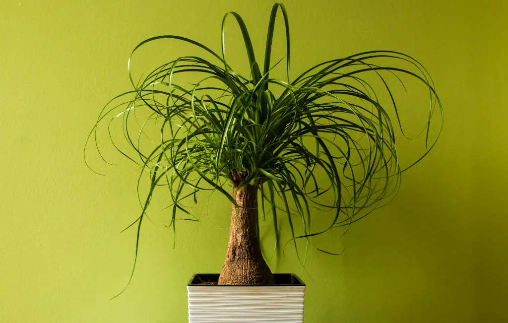 unsplash_u0UsZF0jTkg_ponytail palm.webp
