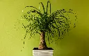 unsplash_u0UsZF0jTkg_ponytail palm.webp