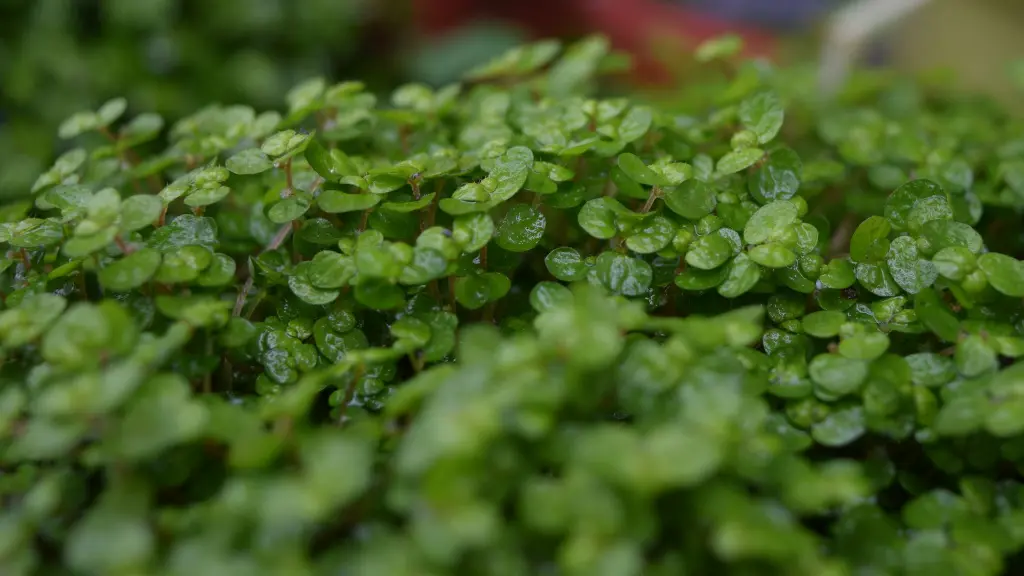 unsplash_KYms_WxiBig_baby tears plant.webp