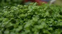 unsplash_KYms_WxiBig_baby tears plant.webp