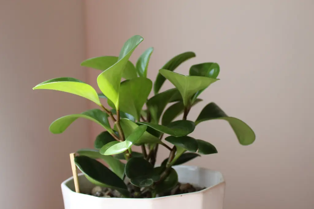 unsplash_C_3LxWsmhlc_peperomia rubber plant.webp