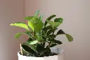 unsplash_C_3LxWsmhlc_peperomia rubber plant.webp