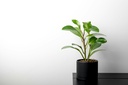 Baby rubber plant